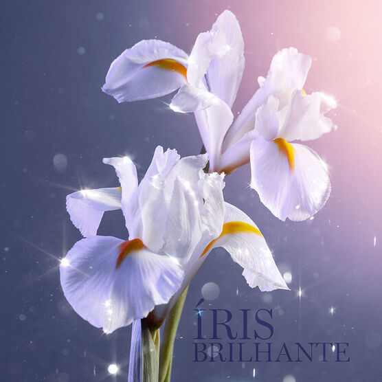 Perfume Lancôme La Vie Est Belle Feminino Eau de Parfum